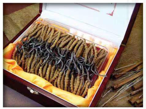 金秀冬虫夏草回收